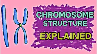 CHROMOSOME STRUCTURE  CHROMATIN CENTROMERE CONDENSED UNCONDENSED DUPLICATED UNDUPLICATED [upl. by Gnouv]