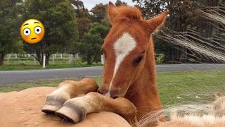 25 Most Beautiful Horses on Planet Earth [upl. by Frissell700]