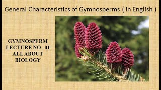 General Characteristics of Gymnosperms in english For BSc and MSc GYMNOSPERM LECTURE NO 01 [upl. by Gundry]