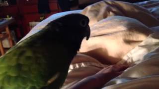 Blue head pionus mating [upl. by Cumings]