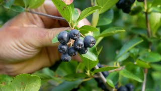 From Farm to You Aronia Berries [upl. by Elliven]