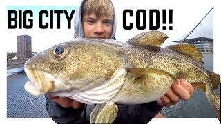 BIG CITY COD Streetfishing Copenhagen  W Nordicfishingdk [upl. by Karim]