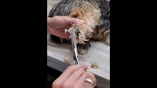 Dog grooming without restraints multi demos Shorkie [upl. by Aldo127]