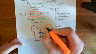 Adaptor Proteins Part 1 [upl. by Gilges]