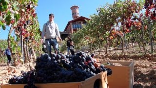 Cómo hacer vino en casa  Vendimia en familia [upl. by Maible]