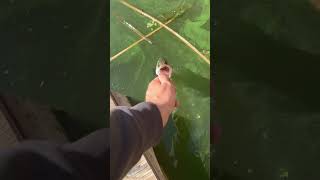 Gentle release for a young fish [upl. by Deina]