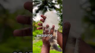 Quality kittens available in Kerala cheap price  vichu poochakkal [upl. by Oicor]