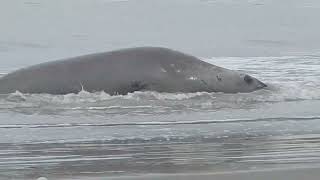 LA PESCA SE INTERRUMPIÓ AL VER EMERGER UN ANIMAL GIGANTE DEL MAR [upl. by Daryle631]