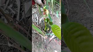 Germinating a 🥭Mango Seed satisfying germinatingseeds germination nature natural mango seed [upl. by Anomahs]