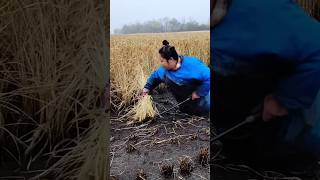 China farming EP 40 farming shortvideo shorts short  Jatt Life [upl. by Atir]