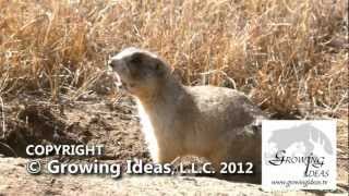 Prairie Dogs CHATTER [upl. by Borroff88]