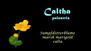 Caltha palustris Marsh marigold calta Sumpfdotterblume blooming in October 2015 time lapse [upl. by Rebm]