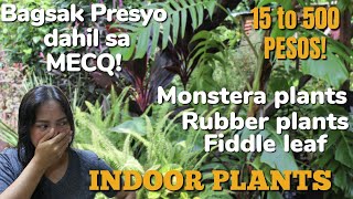 BAGSAK PRESYONG INDOOR PLANTS AT HOUSE PLANTS  INDOOR PLANTS HUNTING  MGA USONG HALAMAN SA BAHAY [upl. by Doerrer]