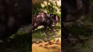 Tasmanian Devil of Planckendael ZOO Mechelen Belgium Please subscribe my channel thanksmechelen [upl. by Eda]