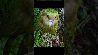 Kakapo The Parrot That Defies Evolution shorts [upl. by Zanahs309]