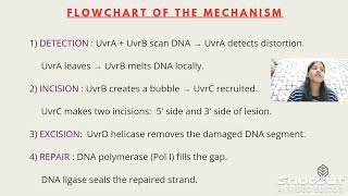 DNA REPAIR NUCLEOTIDE EXCISION REPAIR MECHANISM [upl. by Addam983]