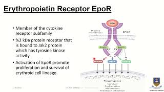 Regulation of Erythropoiesis Erythropoietin the Hero😏 [upl. by Liagibba248]