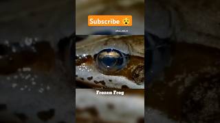 Frozen Frog 😵 shorts factsinhindi facts factshorts dadajifacts frog hibernate frozen [upl. by Kelsy]