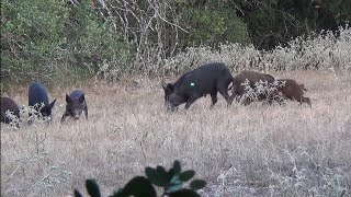 South Texas Archery Hog Hunt From A Tidewe Ground Blind [upl. by Thamora763]