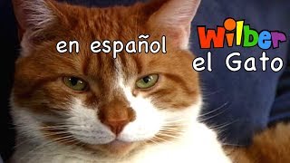 Wilber el Gato [upl. by Gibert]