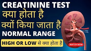 Creatinine level normal range  creatinine test in hindi  creatinine levels high [upl. by Budge137]