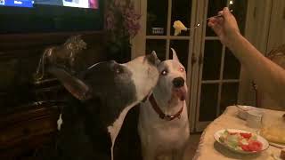 Two Great Danes enjoy eating pasta in slow motion [upl. by Ria838]