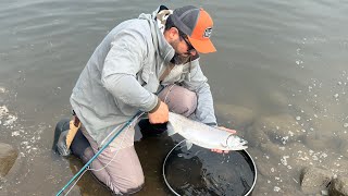 Fly fishing for coho Lower Mainland [upl. by Drhacir661]