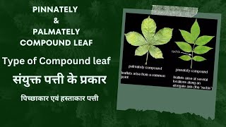 संयुक्त पत्तियों के प्रकार  Type of compound leaf  pinnately and palmately compound leaf  leaves [upl. by Ruamaj354]