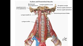 Revised exercise for the longus colli amp longus capitis [upl. by Noryv]