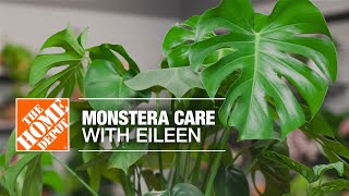 Monstera Swiss Cheese Plant Care with Eileen  Indoor House Plants  The Home Depot [upl. by Ecnahc912]