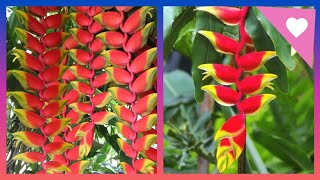 249हैलीकोनिया रोस्ट्राटा के बारे में पूरी जानकारीHow to grow and care Heliconia Rostrata [upl. by Eidnar]