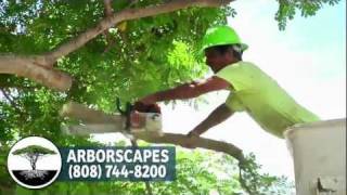 Arborscapes Tree Service  Honolulu Hawaii  Structural Pruning  808 7448200 [upl. by Mitchell]