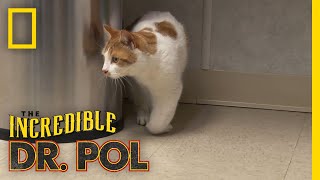 Cat With a Swollen Paw  The Incredible Dr Pol [upl. by Ott]