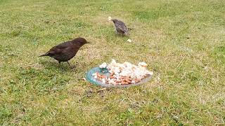 Female Blackbird Male House Sparrow ground feeding  Bird Cam Watching birds birdlovers rspb [upl. by Nymrak]