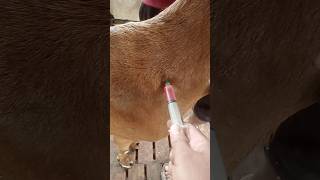 Intramuscular injection in goatgoat treatmentAnorexiacyanocobalamin vet intramuscularinjection [upl. by Odrareve]