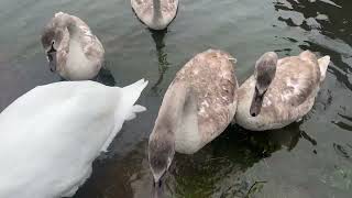 Water water everywhere… Floods bring challenges for our local swans and wildlife [upl. by Iolenta]