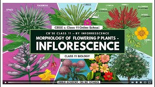 Mastering Inflorescence Unlocking the Secrets of Flowering Plants in Class 11 [upl. by Dviad]