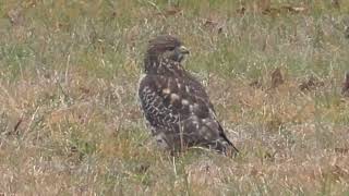 BroadWinged Hawk Hunting part 2 Ground Game [upl. by Noma]