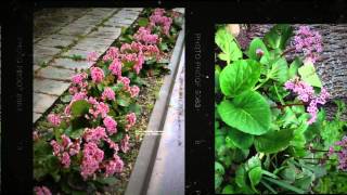 Бадан сердцелистный Bergenia cordifolia [upl. by Nedgo]