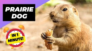 Prairie Dog 🐿️ The Truth Behind Their Screams  1 Minute Animals [upl. by Azyl408]