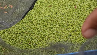 Part 1 Azolla Pond na walang Tae Ng baka Experiment  How to maintain Azolla [upl. by Ilek]