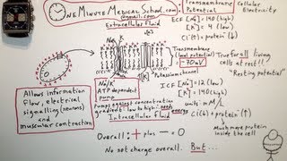 Cellular Electricity The Transmembrane Potential  One Minute Medical School [upl. by Sukey]