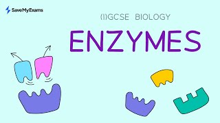 Enzymes  IGCSE Biology and GCSE Biology Revision [upl. by Sitoiyanap]