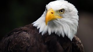 Best Documentary 2016  American Eagle HD  Nature Documentaries  Nat Geo Wild [upl. by Citron892]