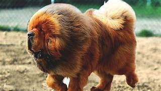 the majestic tibetan mastiff guardian of the himalayas [upl. by Jackson797]