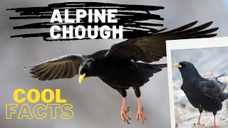 Alpine Chough facts 🦅 Yellowbilled Chough 🦅 breeds in mountains 🇪🇸 Europe North Africa Asia🇳🇵 [upl. by Nilorac]