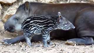 True Facts About The Tapir [upl. by Yrram]