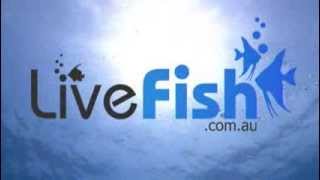 Livefishcomau TV Ad [upl. by Aklim]