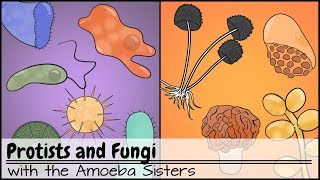 Protists and Fungi [upl. by Jerrold443]