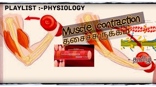 Physiology of muscle contraction தமிழ் Skeletal muscle contraction தசைச்சுருக்கம் notes👇👇👇 [upl. by Hsivat]